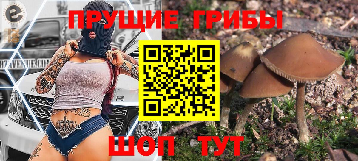 Красногорск  Галлюциногенные грибы Psilocybe  Псилоцибиновые грибы Psilocybe  Вход с VPN 